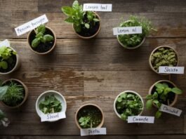 10 Culinary Herbs You Didn’t Know You Could Grow Indoors And How to Use Them Like a Chef (2)