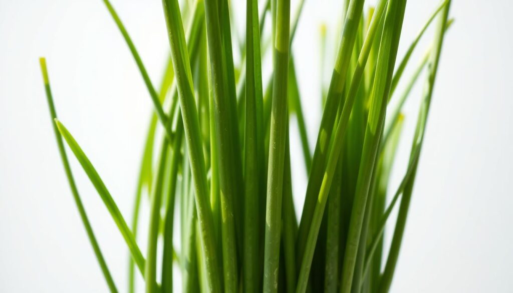 A close-up shot of freshly harvested green onions, their slender stems and vibrant green leaves gently swaying in natural side lighting. The onions are displayed in the foreground, with a clean, minimalist white background that allows the vivid colors and textures to take center stage. The lighting is soft and diffused, creating a sense of freshness and purity. The image has a high-resolution, professional quality, with a shallow depth of field that keeps the onions in sharp focus while subtly blurring the background. The overall mood is clean, simple, and appetizing, showcasing the natural beauty and versatility of this quick-growing, waste-reducing plant. A close-up shot of freshly harvested green onions, their slender stems and vibrant green leaves gently swaying in natural side lighting. The onions are displayed in the foreground, with a clean, minimalist white background that allows the vivid colors and textures to take center stage. The lighting is soft and diffused, creating a sense of freshness and purity. The image has a high-resolution, professional quality, with a shallow depth of field that keeps the onions in sharp focus while subtly blurring the background. The overall mood is clean, simple, and appetizing, showcasing the natural beauty and versatility of this quick-growing, waste-reducing plant.