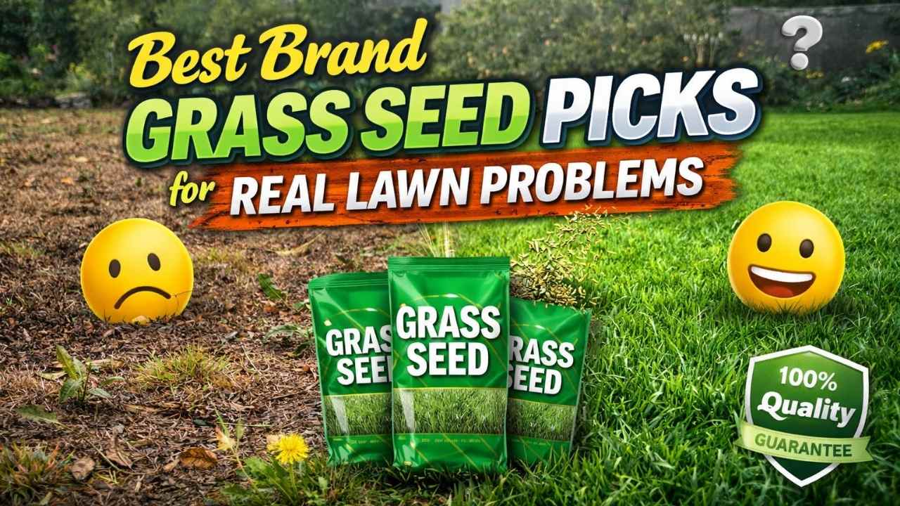 Best Brand Grass Seed Without Wasting Money on the Wrong Mix